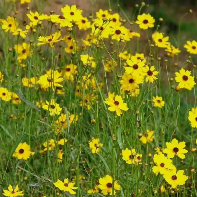 thumbnail for publication: Coreopsis leavenworthii: Leavenworth's Tickseed
